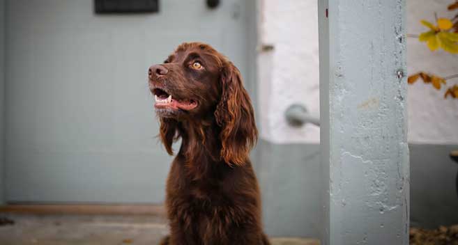 37 Excited Dog Friendly Places To Stay In Wiltshire Picture 4K Uk 